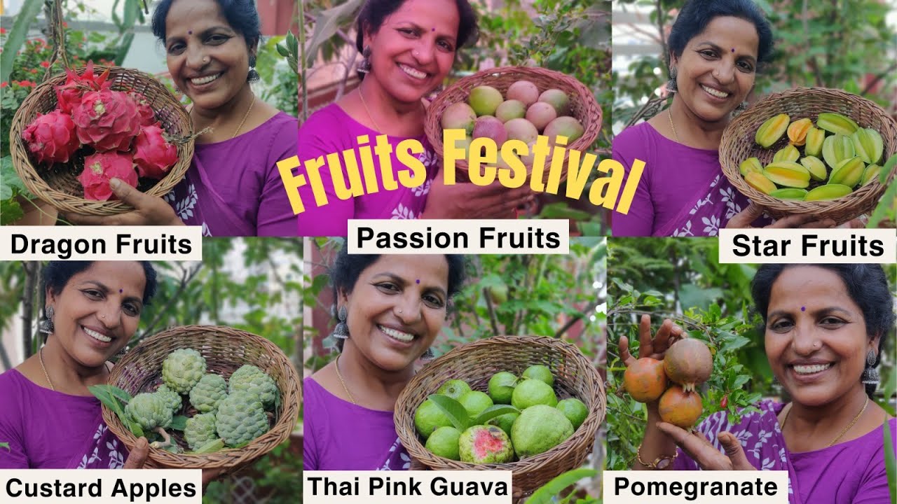 మిద్దెతోటలో పండ్ల పండగ 😍 COLORFUL FRUITS HARVEST  #terracegarden #fruits #harvest