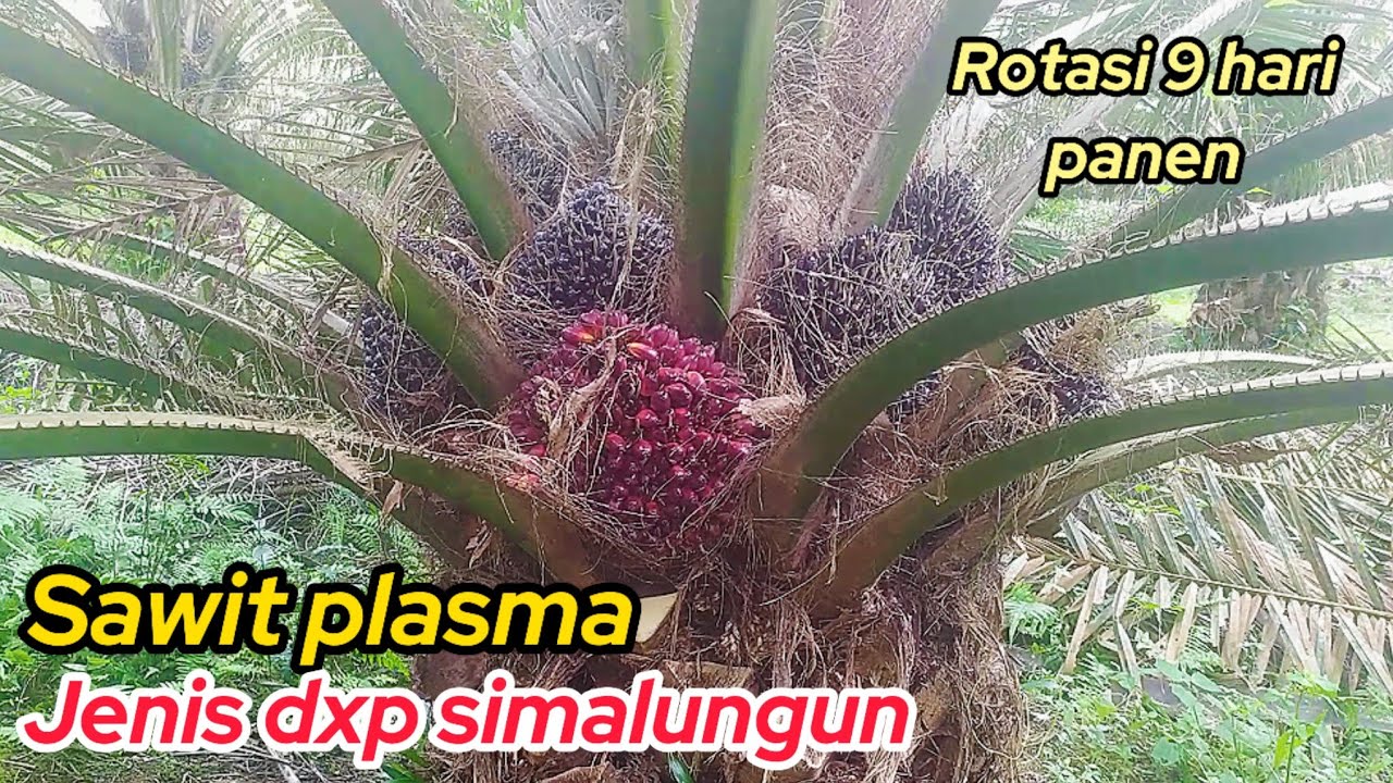 Sawit ppks simalungun dikawasan plasma panen pokok rendah sawit unggul ppks simalungun rotasi 9 hari