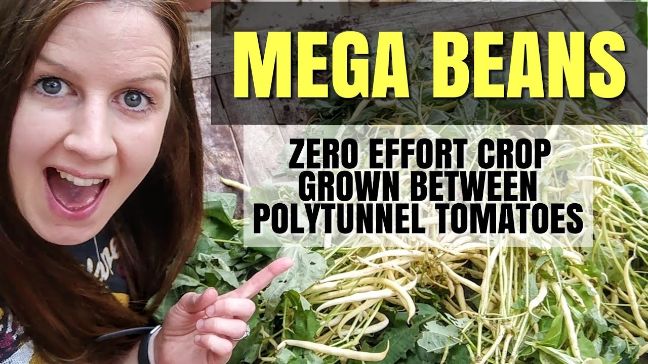 Harvesting Cala d'Or Dwarf French (Bush) Beans | August Allotment Garden