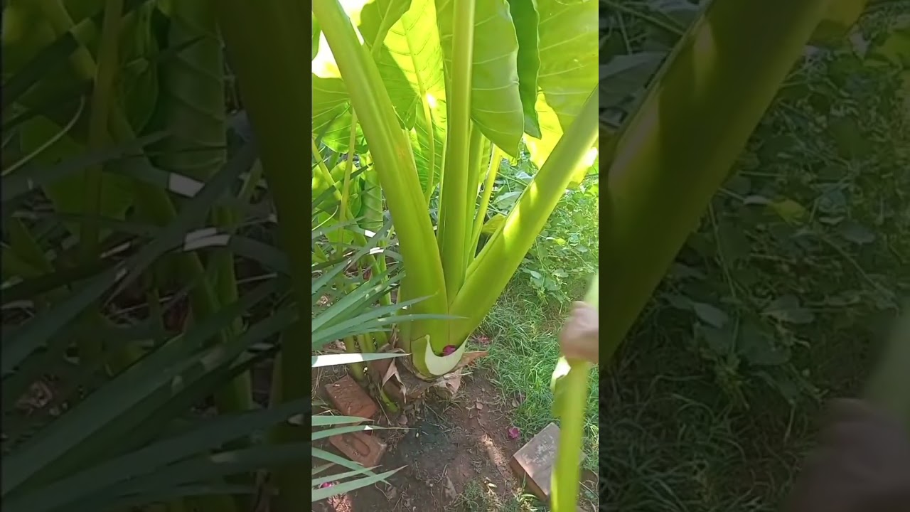 podando a planta,orelha- de- elefante 🌱☘️