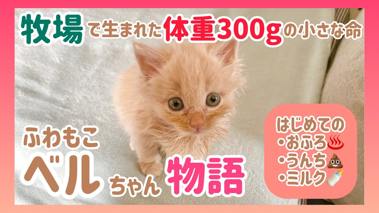 【男2人で育てた子猫の成長記録】牧場で生まれた体重わずか300gの小さな命「ベルちゃん物語」