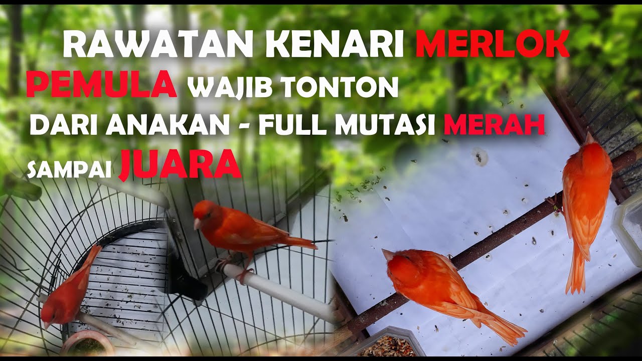 PERAWATAN KENARI MERLOK HARIAN 100% FULL MUTASI MERAH