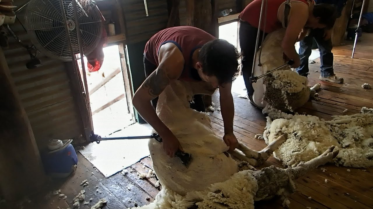 Shearing on the Hay Plains