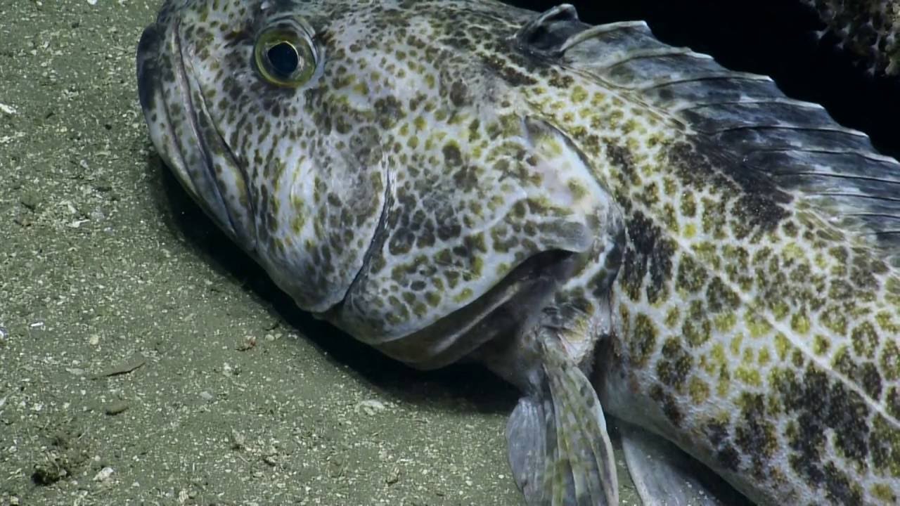 Exotic Fish of the Channel Islands National Marine Sanctuary | Nautilus Live