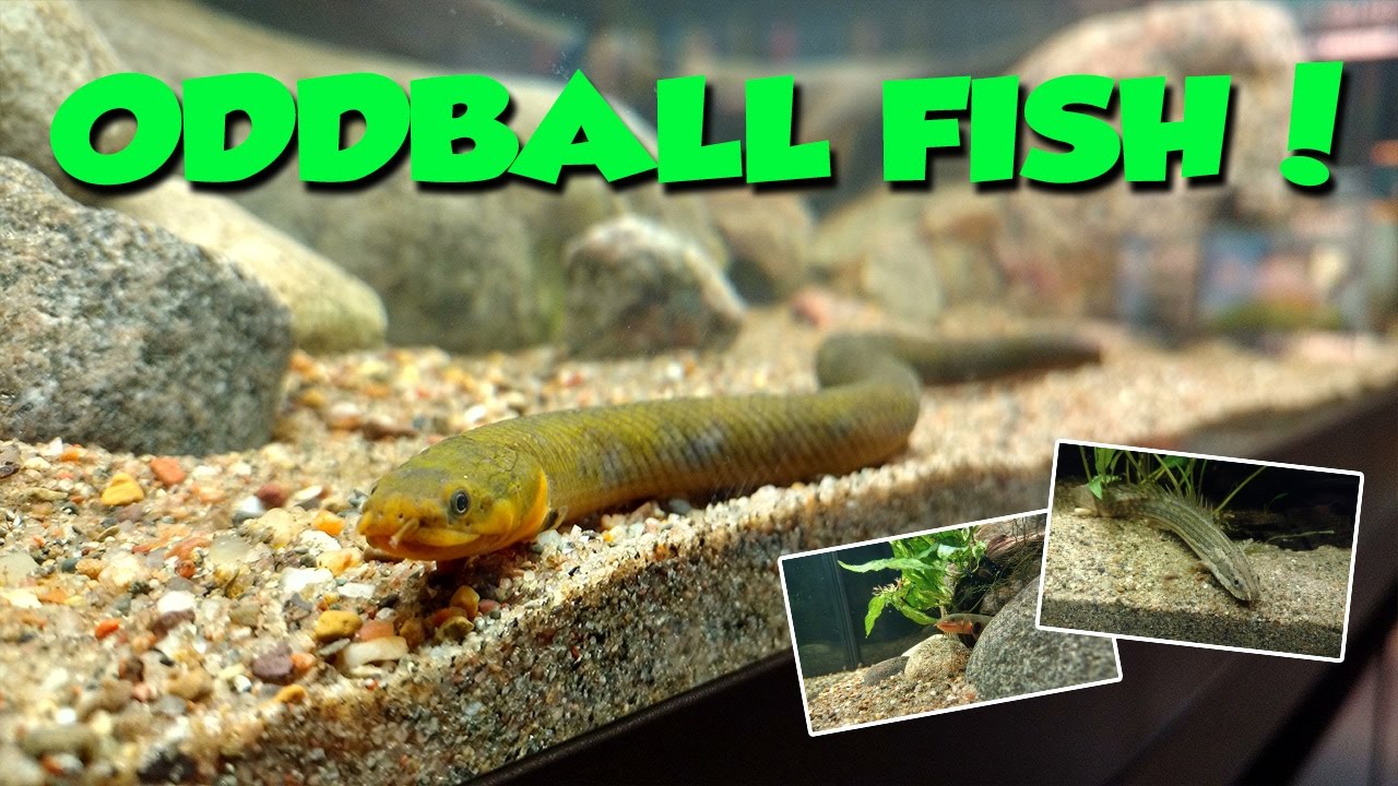 Oddball Aquarium Fish