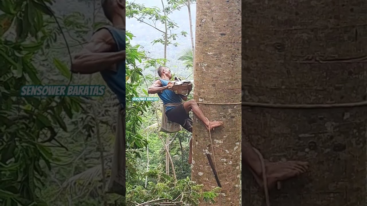 pangkas pohon sengon besar #gergajisenso #chainsaw