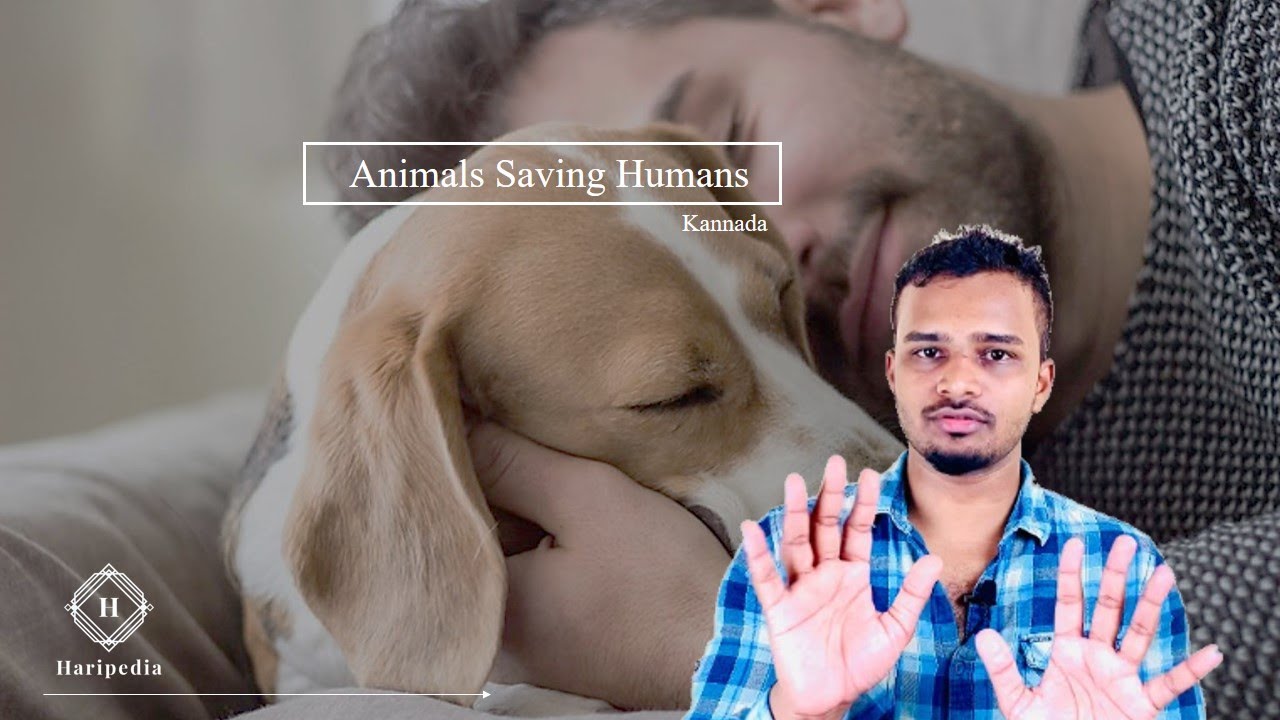 You dont Have Big Heart | Like Animals | kannada | Haripedia | HPsquad |
