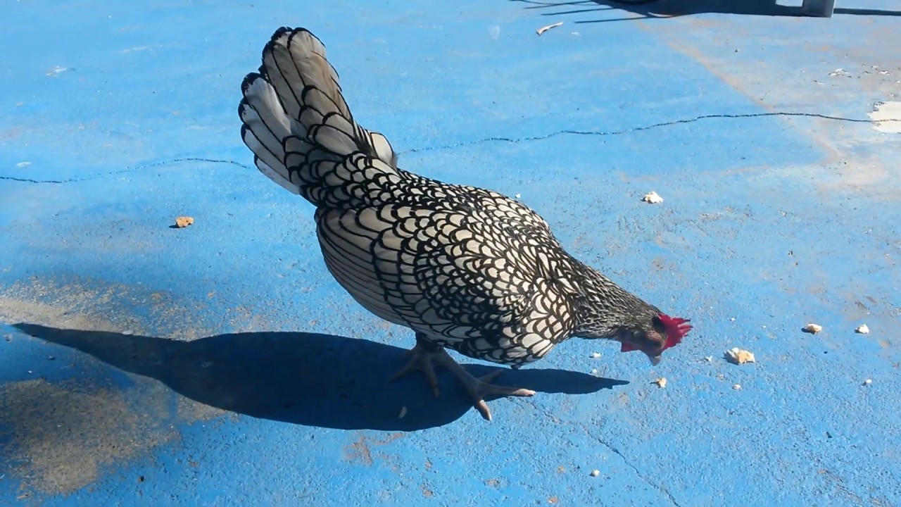 Most beautiful hen chicken in the world