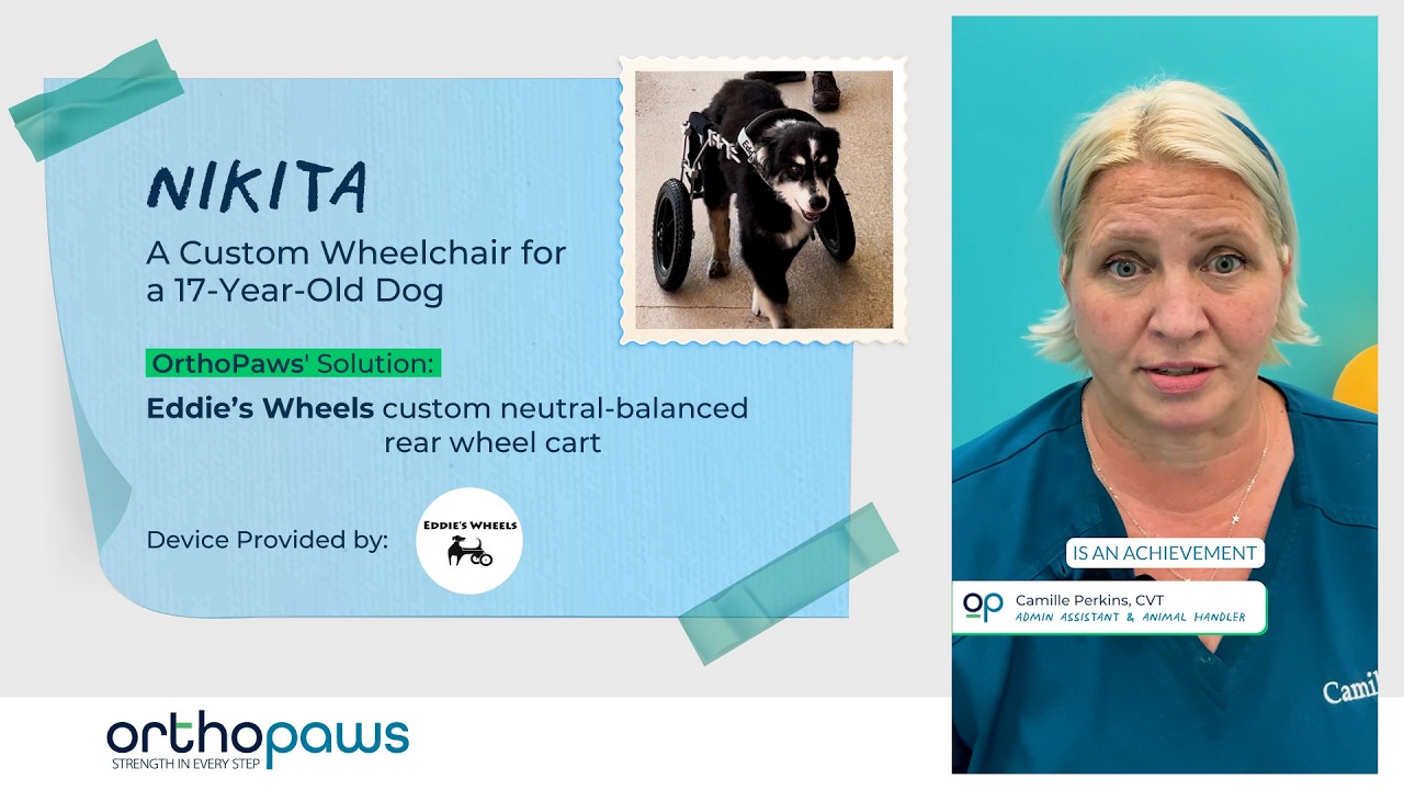 Senior Dog Gets a Second Chance: Nikita&rsquo;s Custom Wheelchair Journey 🐶🦽