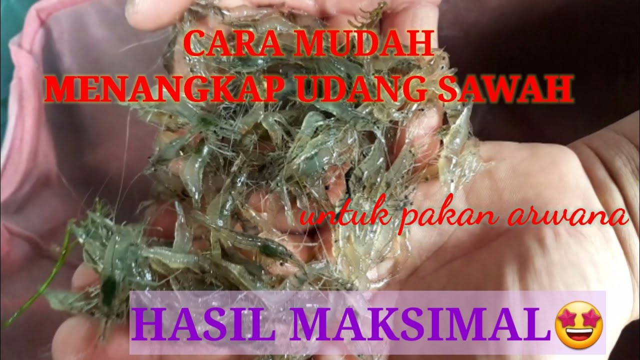 CARA MUDAH MENANGKAP UDANG SAWAH #caramudahmenangkapudangsawah #dessyseventia