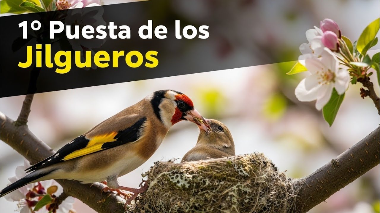 Huevos Pisados y Dieta Completa de Jilgueros #chardonneret #goldfinch #الحسون #saka
