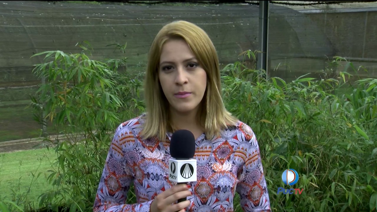 Pesquisa de UFG utiliza Bambu em sistema de tratamento de Esgoto