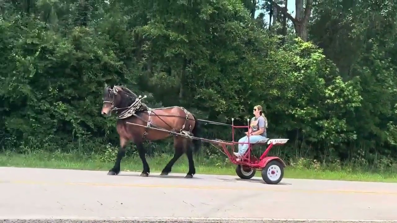 Bay Morgan, Percheron Gelding For Sale