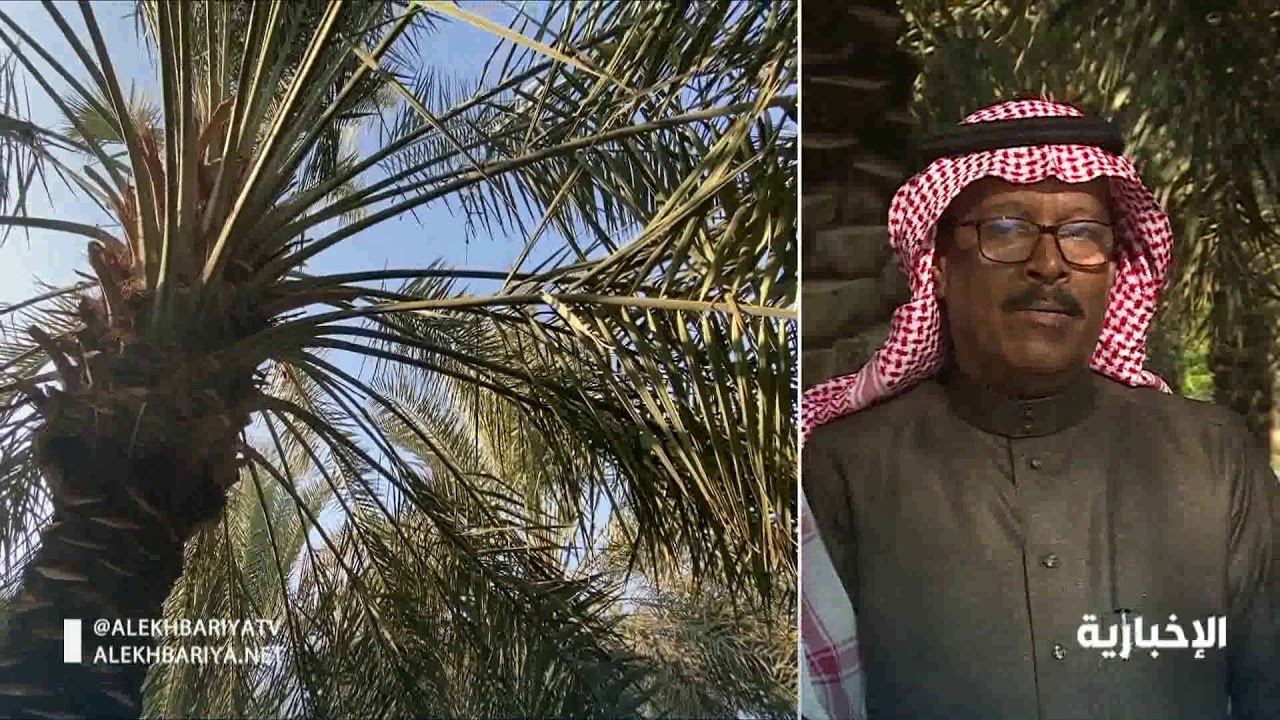محافظة الدلم واحة غنية بالمحاصيل الزراعية لوفرة المياه وخصوبة الأرض واهتمام المزارعين