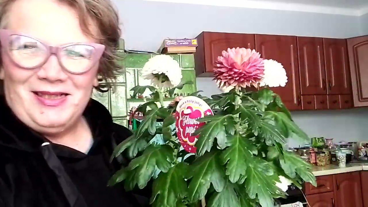 Rośliny doniczkowe ozdobne.