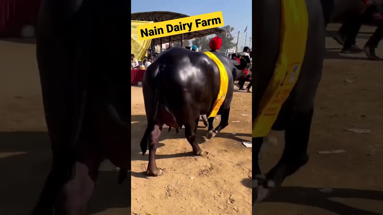 Top Class Murrah Buffalo Show Quality Biggest Size and Ultimate Beauty #viral #shorts