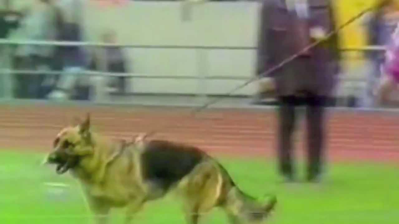 Vanta von der Wienerau