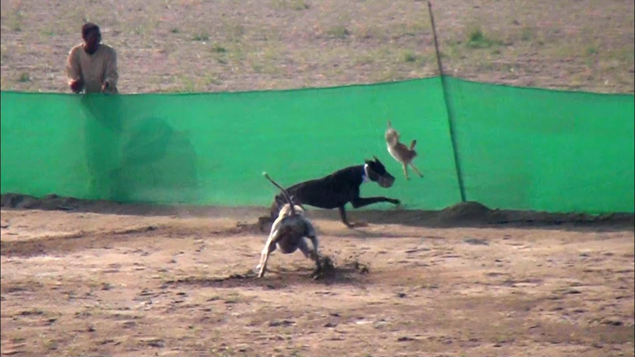 #Dog Coursing Race (17to34)Dors 21 Nov 2024 Phalia Club