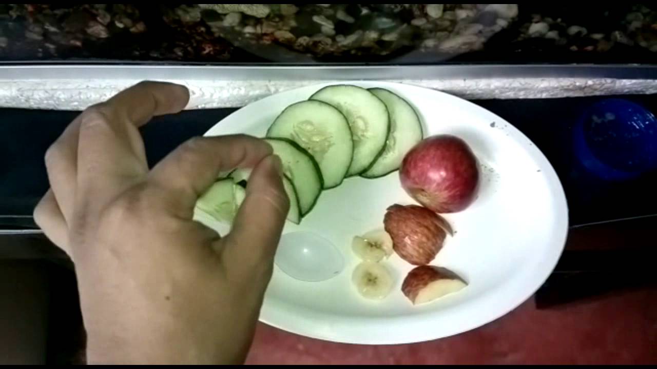 Alimento para pez Guppy (coloca poco alimento)