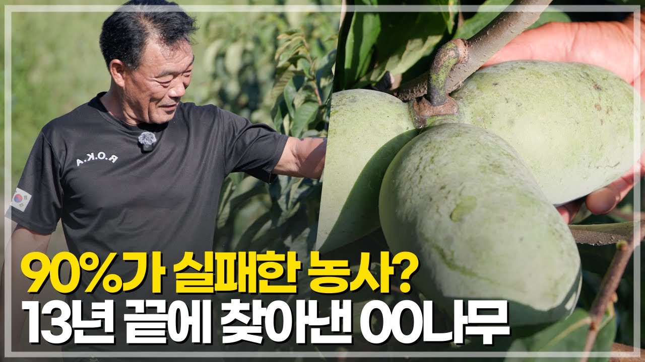 13년 포포 농사 실패 끝에 찾은 해답? | 국내 최초 대과종 포포 나무 재배 대공개 (항암/다이어트 슈퍼푸드)