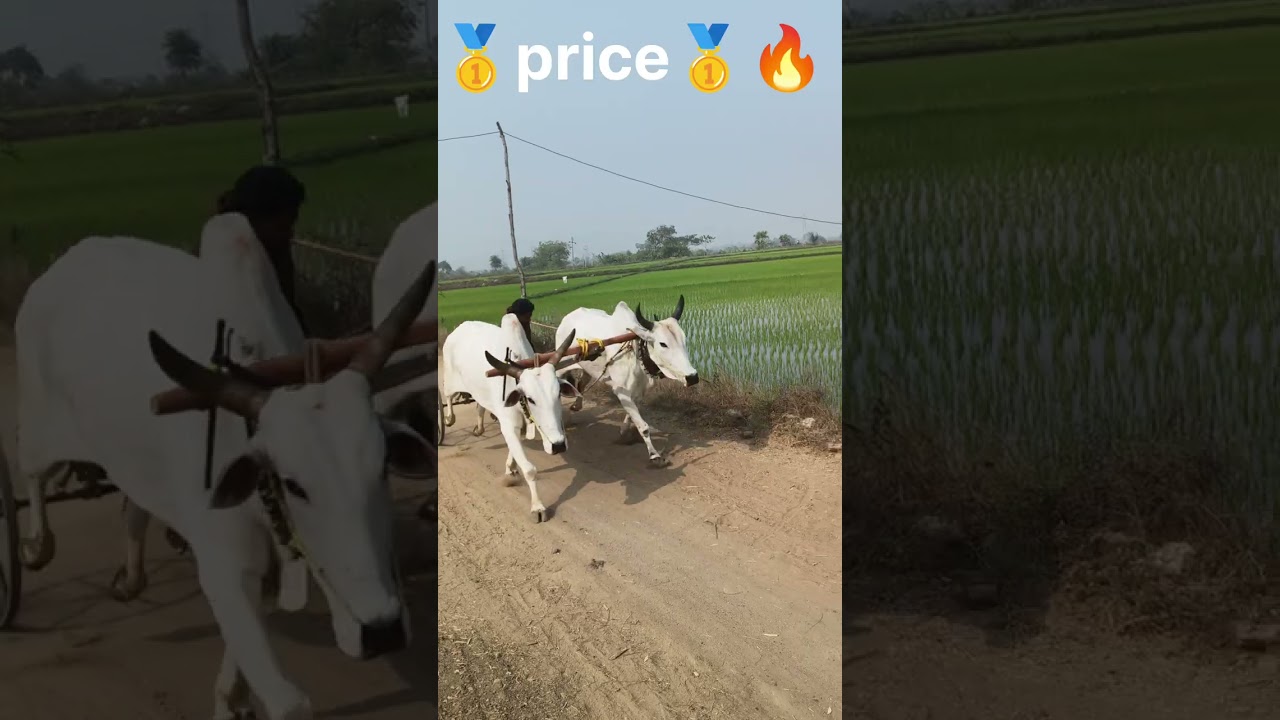 Jagadevpeta bulls race in telangana 