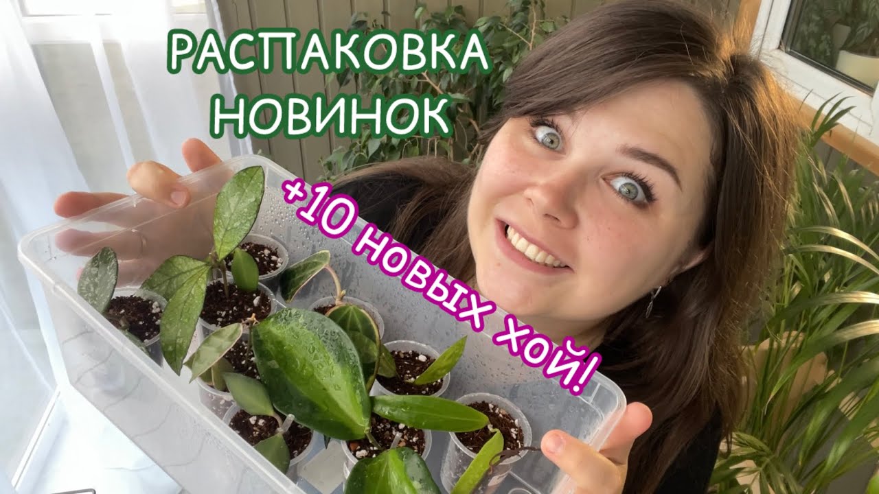 Распаковка НОВИНОК | укореняем ХОЙИ | плюс 10 штук в КОЛЛЕКЦИЮ