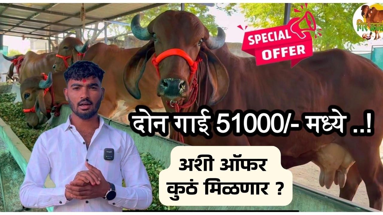 बाकी 45000/- पासून टॉपची गिर गाय विक्री ! #gircowforsale #gircowgujaratbhavngar @girkranti