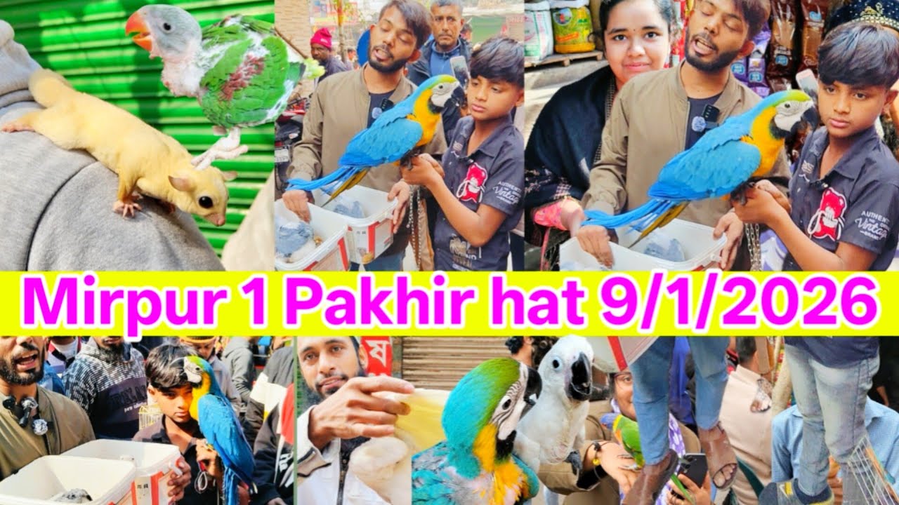 জমজমাট মিরপুর ১ পাখির হাট | mirpur 1 pakhir hat | mirpur pakhir hat | Exotic Pets | Pakhir hat 2026