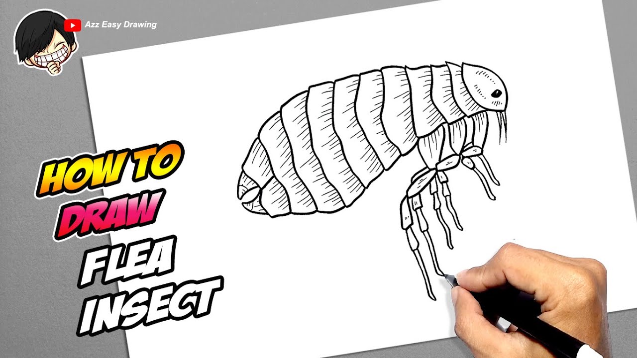 How to draw Flea Insect