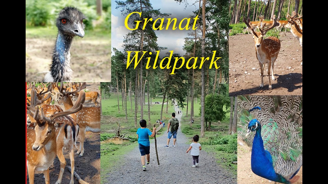 Wildpark Granat Haltern 2020 حديقة الغزلان في هالترن