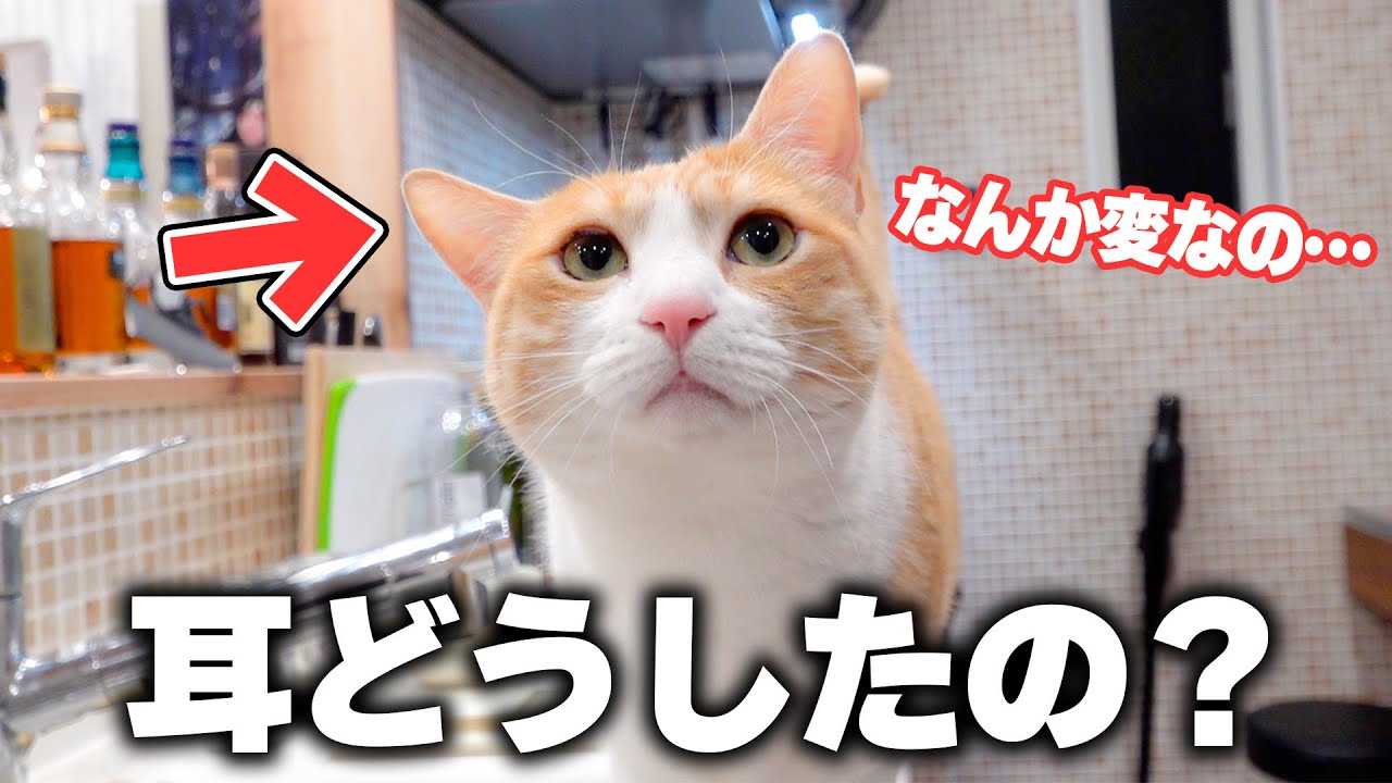 突然ロビンの耳がおかしくなってしまいました…