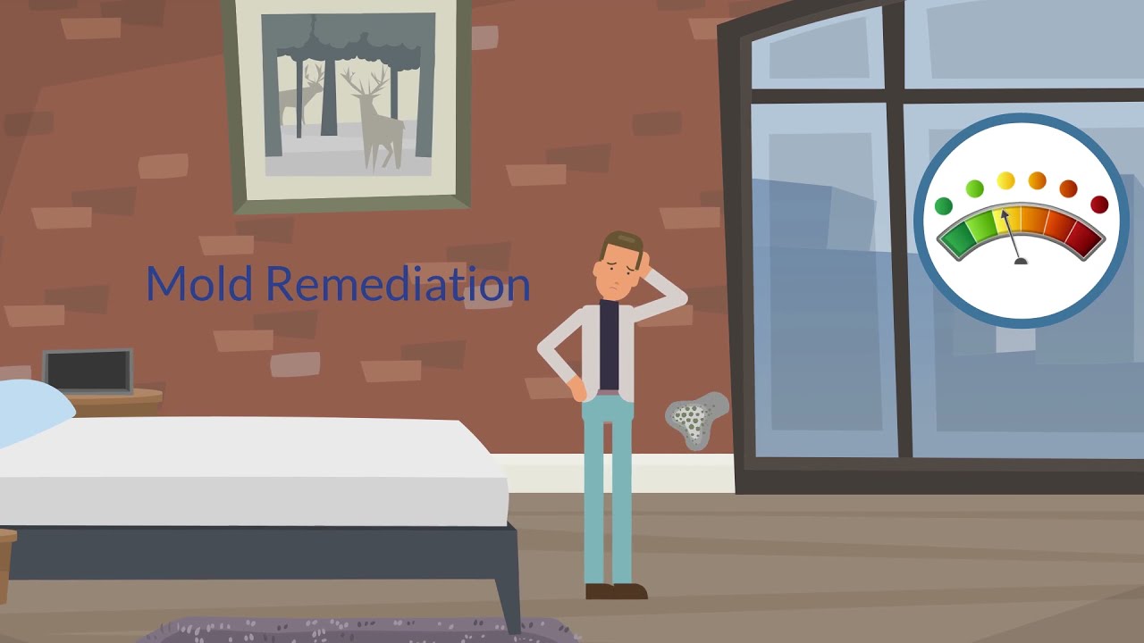 How to Find the Best Mold Removal Company Near Me