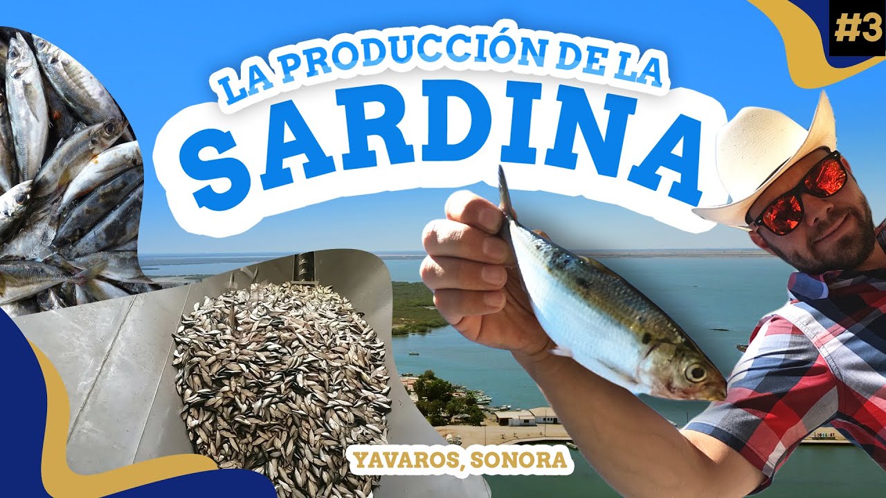 La SARDINA y su producción en YAVAROS, SONORA 🐟 | El Sur de Sonora #3