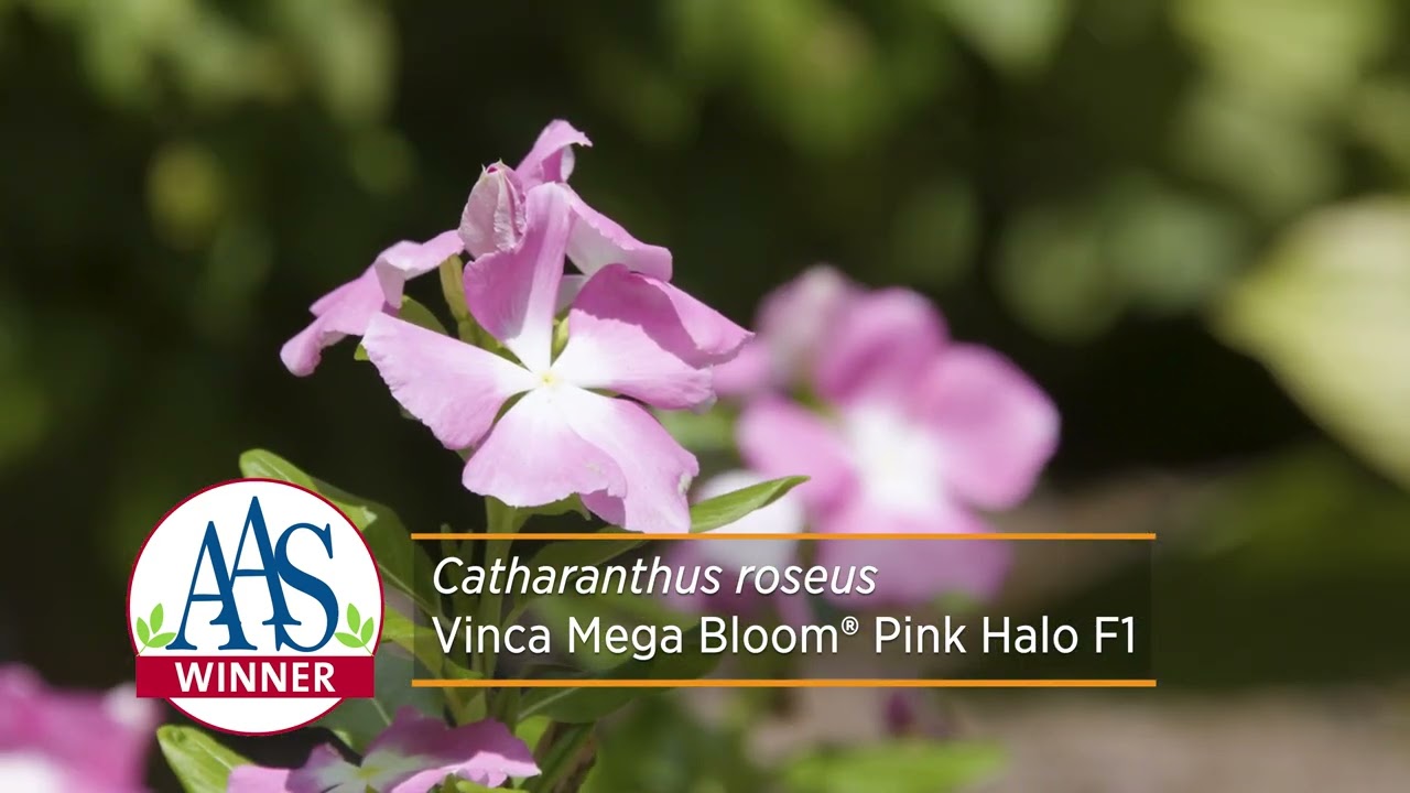 All American Selection- Vincas