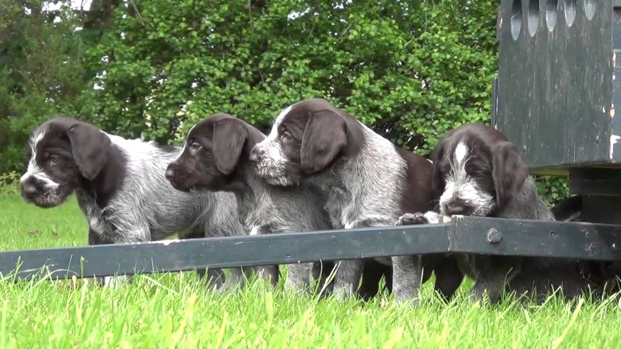 Wirehaired pointer puppies - first time outside