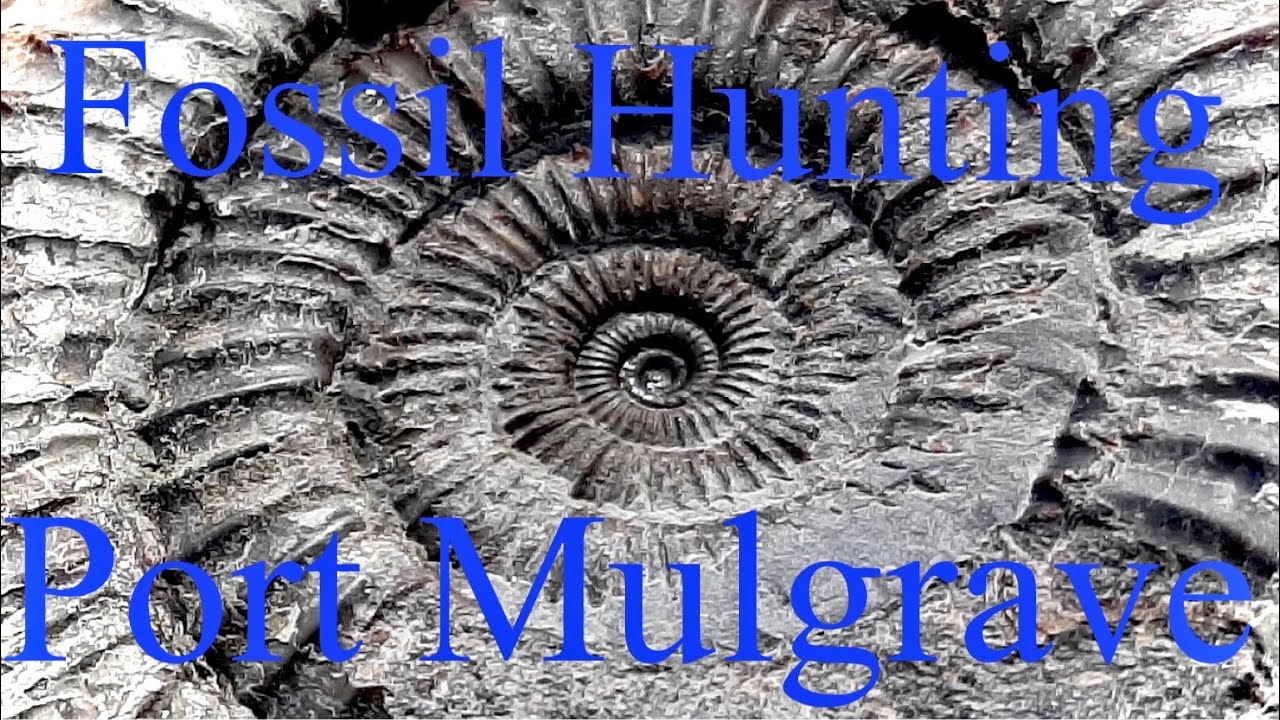 Yorkshire Coast Fossil Hunting