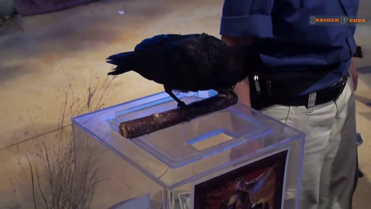 The National Aviary