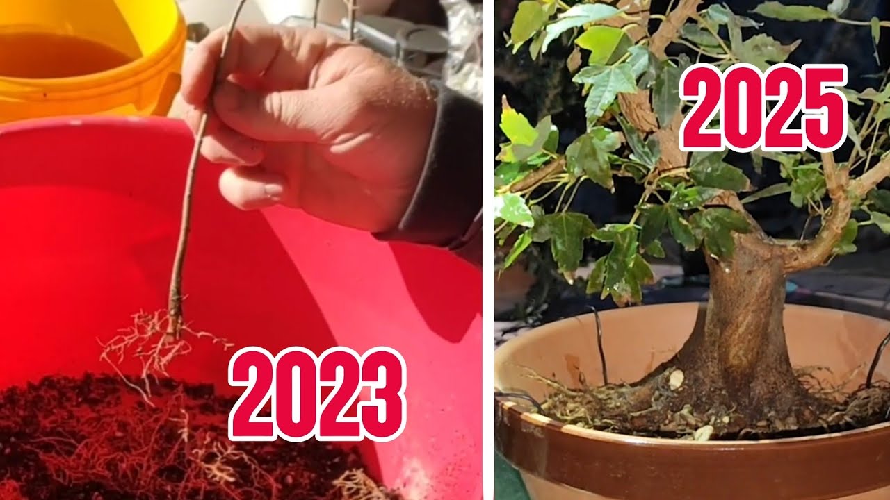 Trasplante otoño 2025 de Arce Tridente (la evolución está en el canal)