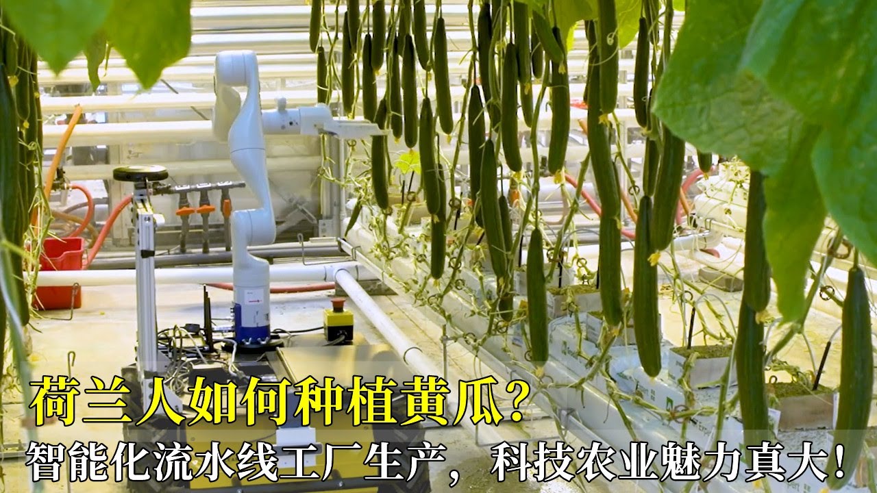 荷蘭人如何種植黃瓜？智能化流水線工廠生產，科技農業魅力真大！