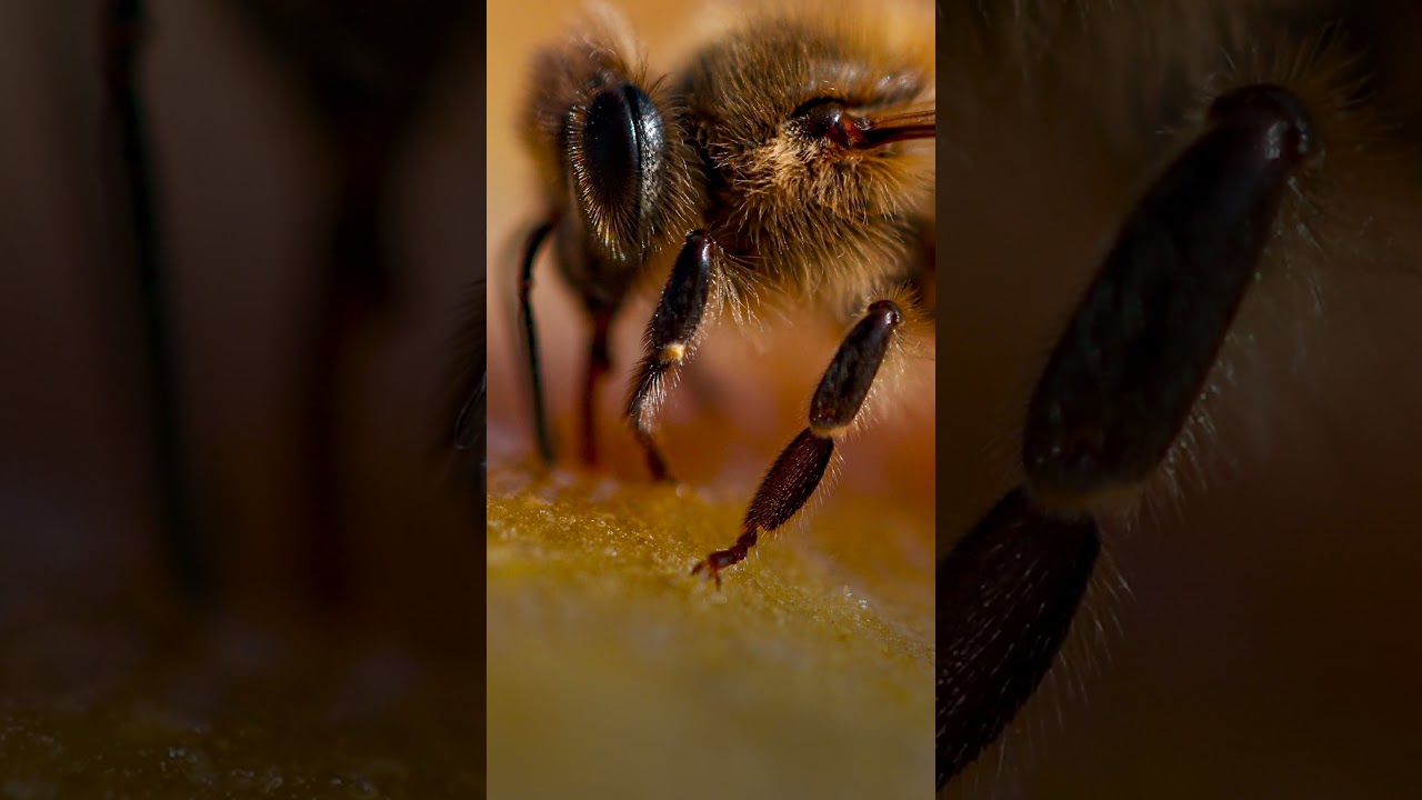 Can 'Killer bees' save the Honeybee?