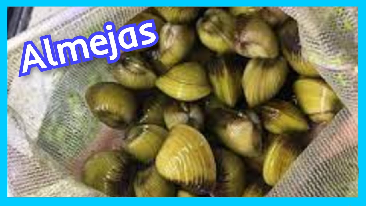 Almejas para tu acuario de agua dulce