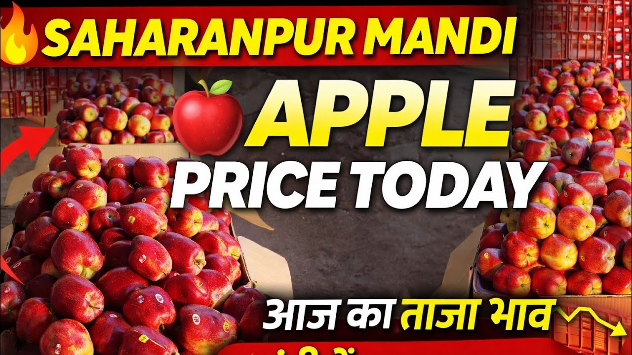 Saharanpur Mandi Apple Price Today | कश्मीर सेब का ताजा भाव | Fruit Market Rate Today 14.03.2026