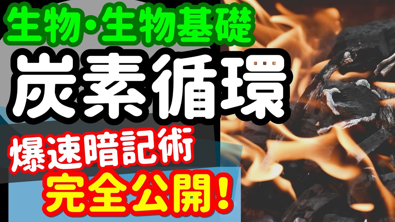 【生物基礎 31】生態系【炭素の循環】を宇宙一わかりやすく