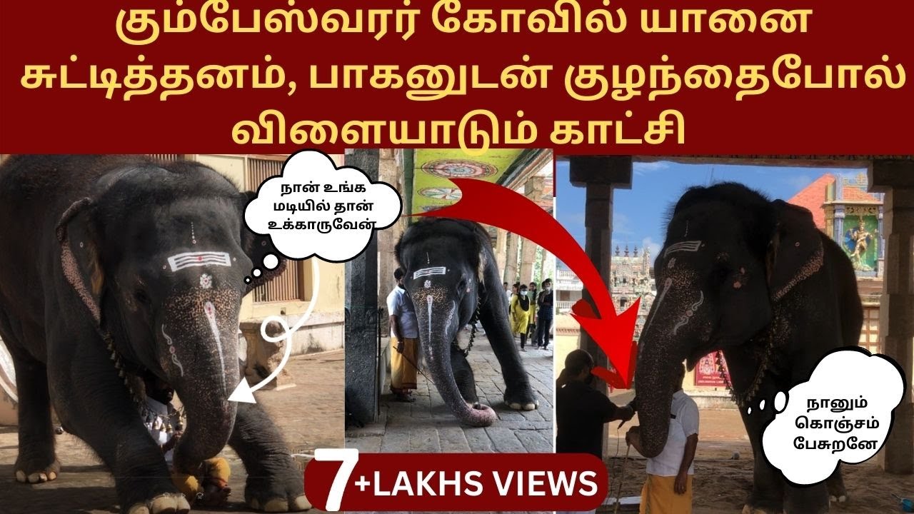 கும்பேஸ்வரர் கோவில் யானை சுட்டித்தனம் #kumbakonam #elephantvideo #kumbeswarar