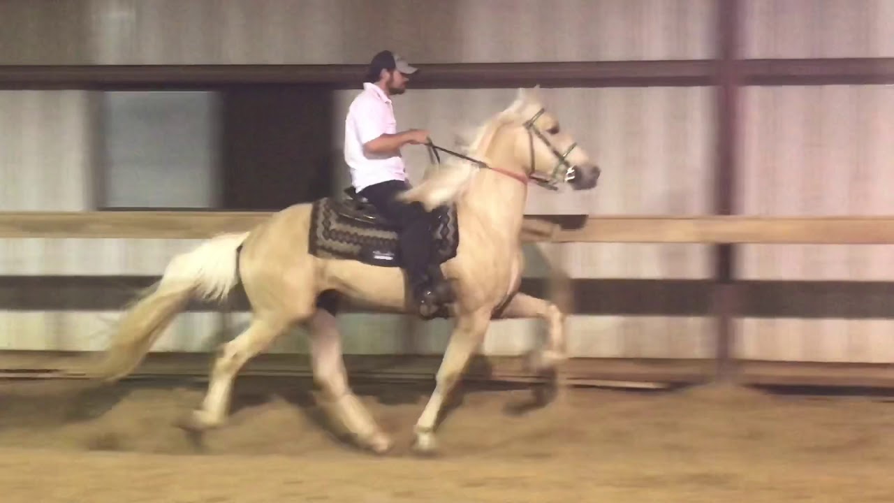 Jacob Parks Horsemanship Transforming Palomino Stallion CHROME