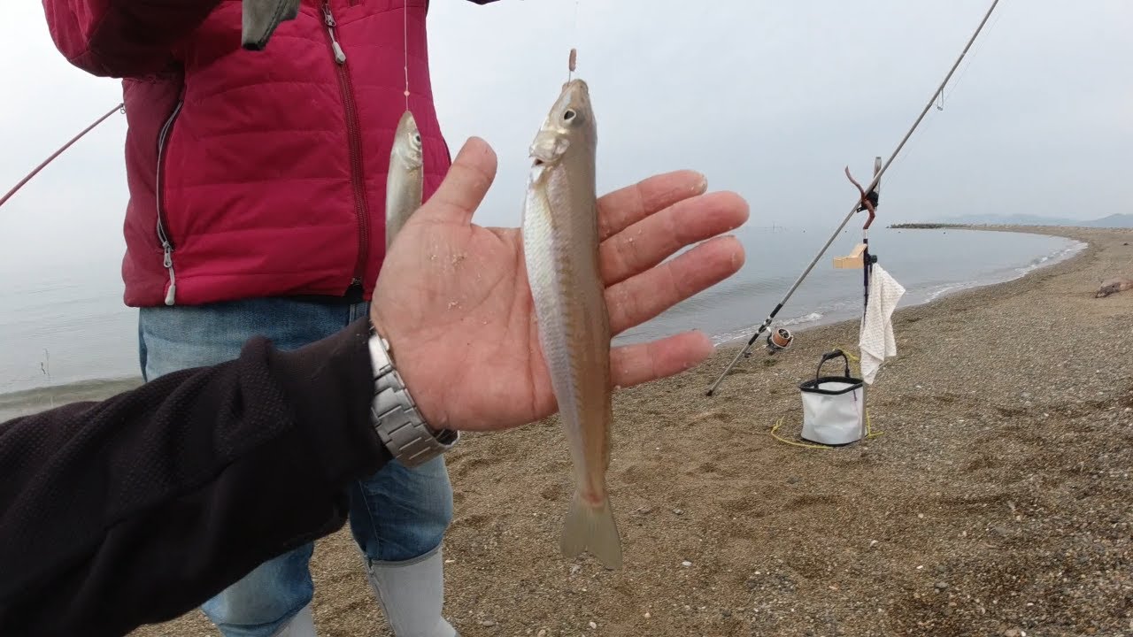 渥美半島のキス釣り【3/3】名手の釣果‼