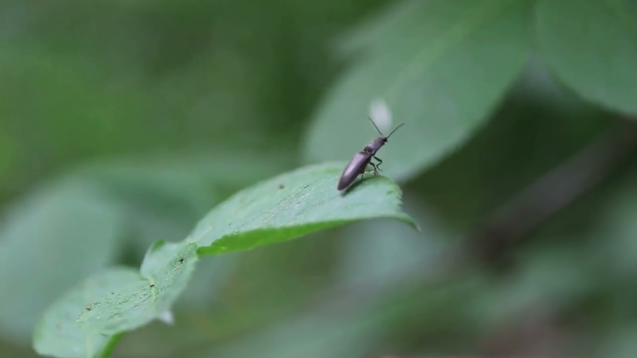 Nieskorek ż&oacute;łtawy (athous subfuscus) na czeremsze zwyczajnej (padus avium)!