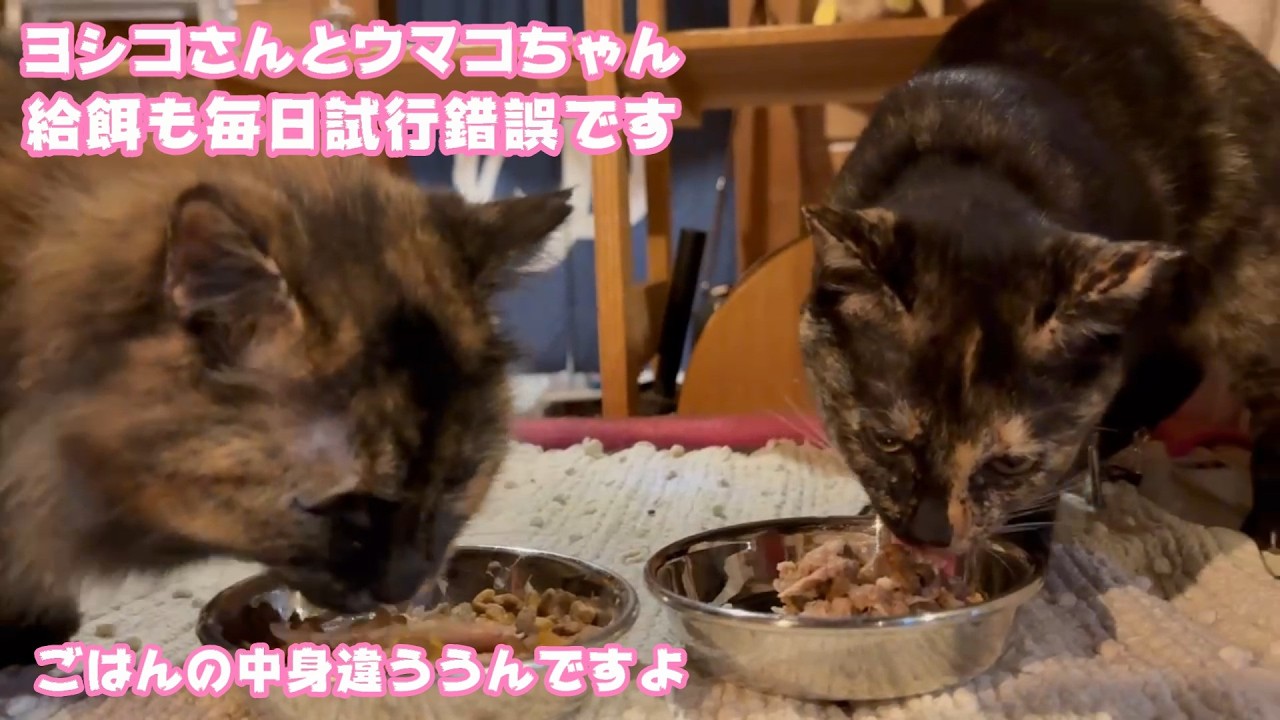 ヨシコさんとウマコちゃん  お食事も毎日試行錯誤です   2026 02 09 1