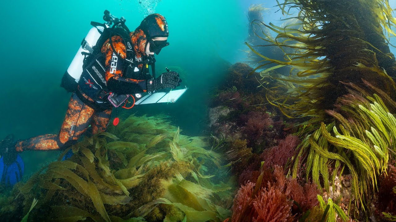 Deep Insights: Diving Australia's kelp forests - Scott Bennett reflects on the Great Southern Reef