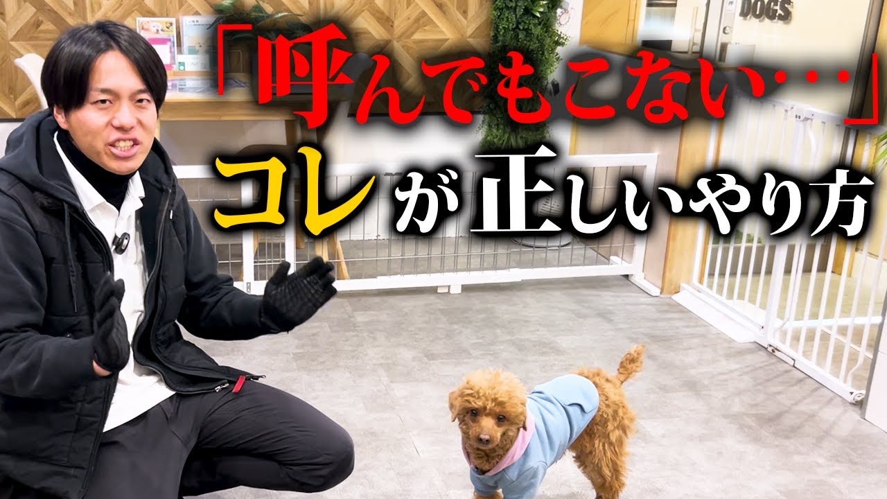 9割が知らない！犬の正しい呼び戻しの教え方【プロ実践】